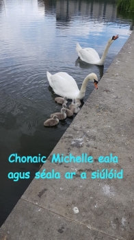 Michelle swans.jpg